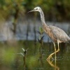 Volavka belolici - Egretta novaehollandiae - White-faced Heron 9253